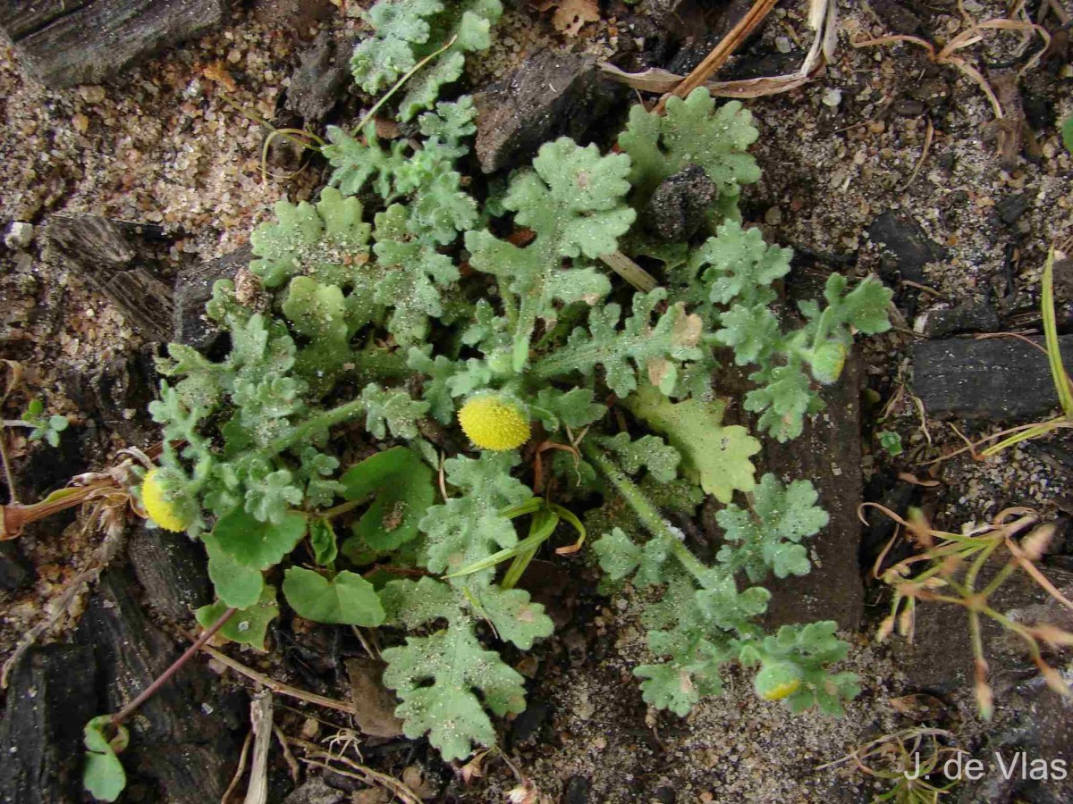 Grangea maderaspatana (L.) Poir.